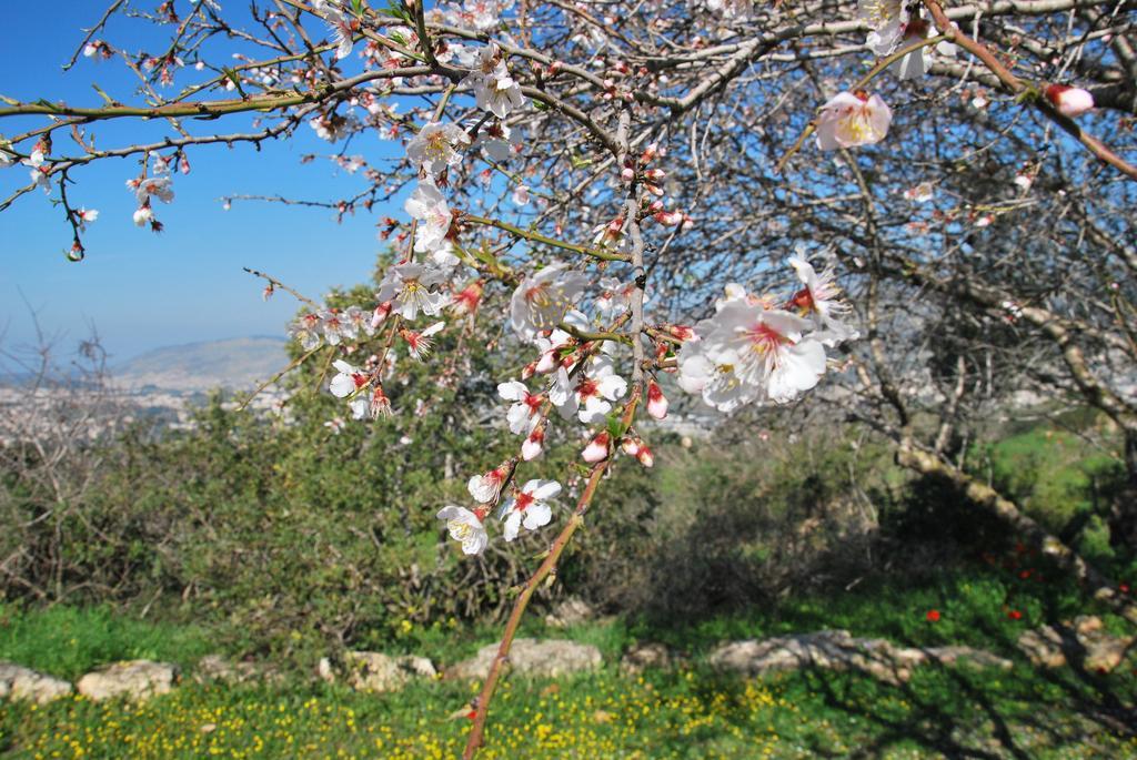 Hotel Back To Nature Camping & Huts à Mikhmannim Extérieur photo